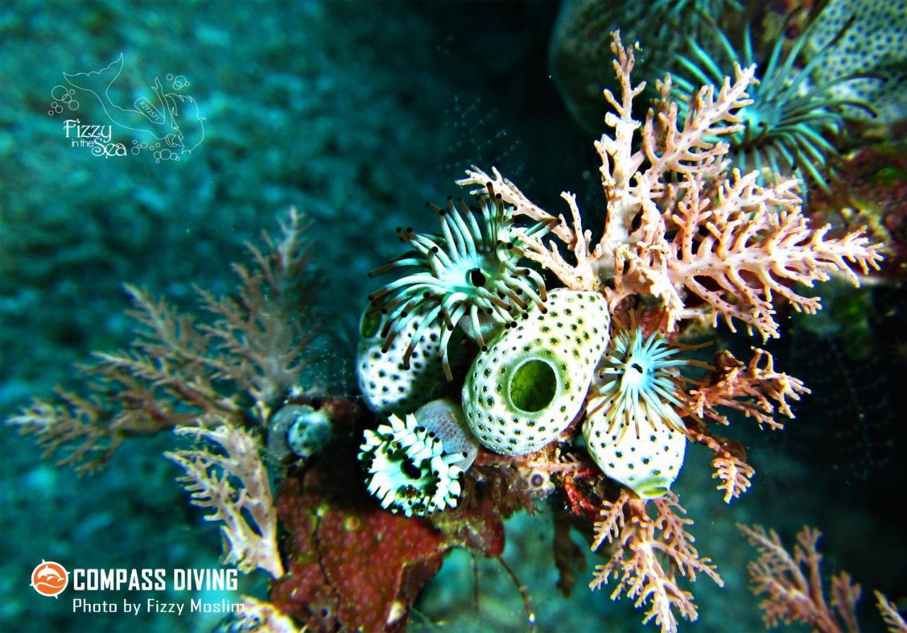 Compass Diving Resort Beloi Exterior foto